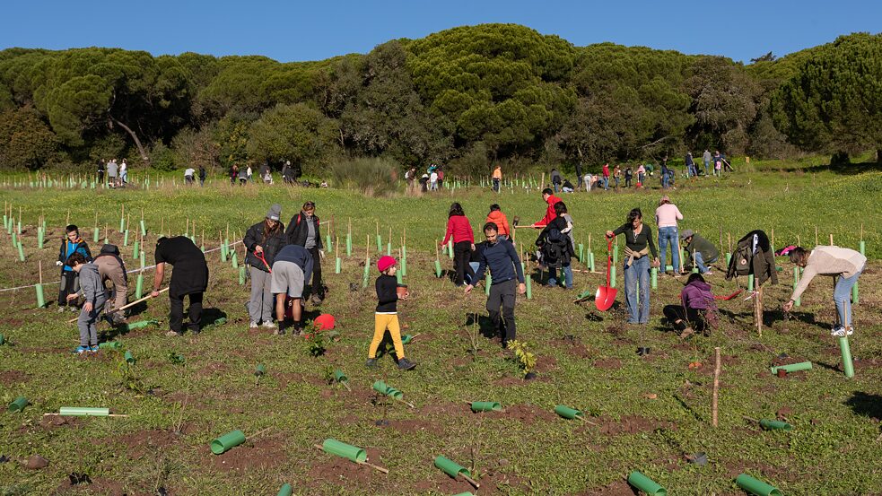 An einer ersten Pflanzaktion im Jahr 2020 nahmen 4.500 Personen teil. An vier Orten auf dem Stadtgebiet der portugiesischen Hauptstadt pflanzten sie insgesamt 20.000 Bäume.