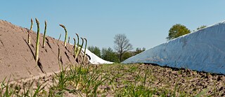 Die Spargelfelder werden zweimal am Tag (früh morgens und abends) nach austreibenden Spargeln abgesucht.