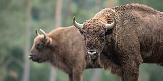 Threatened with extinction not too long ago, European bison are now luring tourists to Bad Berleburg.