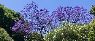 Jardim Goethe-Institut Lisboa