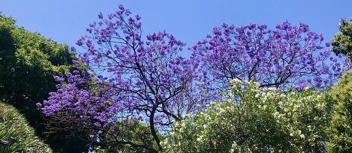 Jardim Goethe-Institut Lisboa