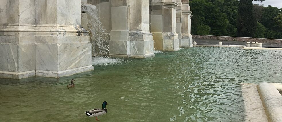 Während des Lockdowns haben die Enten die historischen Brunnen Roms erobert. Hier erfrischen sie sich mit Blick über die ganze Stadt in der Fontana dell’Acqua Paola (1610-1612), auch Fontanone (großer Brunnen) genannt.