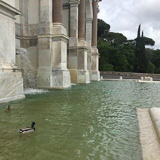 Während des Lockdowns haben die Enten die historischen Brunnen Roms erobert. Hier erfrischen sie sich mit Blick über die ganze Stadt in der Fontana dell’Acqua Paola (1610-1612), auch Fontanone (großer Brunnen) genannt.