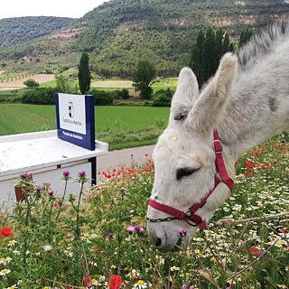 Il n'y a pas si longtemps encore, les ânes étaient indispensables dans les villages espagnols. Aujourd'hui, on ne les voit presque plus. Il y a cinq ans, Cid a déménagé à Utande et, avec sa personnalité particulière d'âne, il fournit régulièrement des sujets de conversation. Et surtout, ses salutations enthousiastes gagnent le cœur des habitants et des visiteurs.