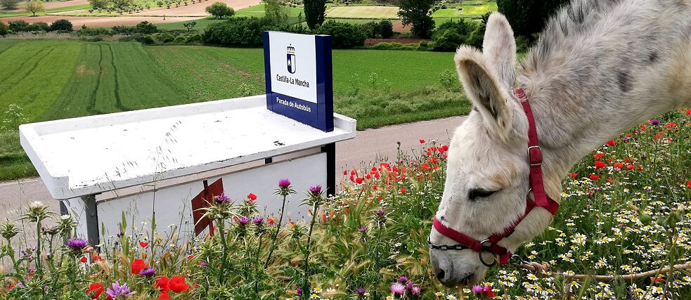 Esel Cid grast in einem üppigen Grünstriefen voller Mohnblumen, Margariten und Disteln neben der Bushaltestelle von Utande.