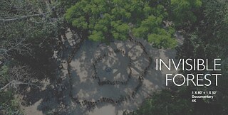 Invisible Forest