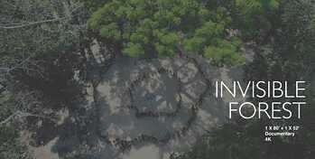 Invisible Forest