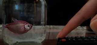 Plötzlich ruhig - Syuzanna Sahakyan