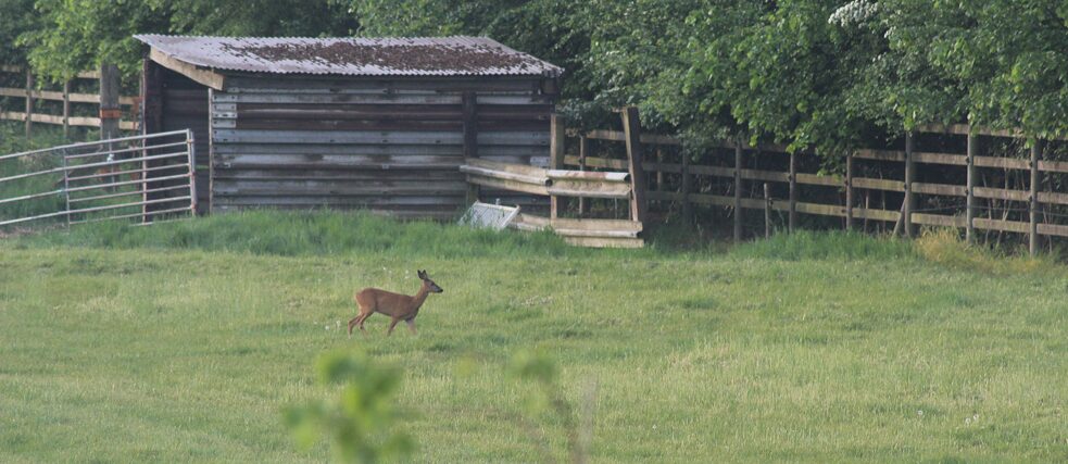 Schöne Aussichten - Tiere in ...