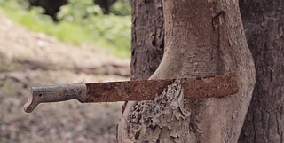 The Dusk of the Amazon Banner