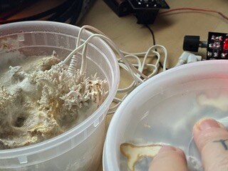 This image shows day 8 of the Pleurotus ostreatus with the electrodes. 
