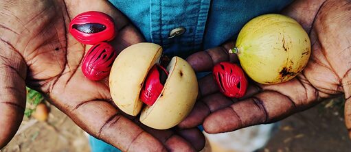 Farmer Sio's hands hold fresh nutmeg fruit.
