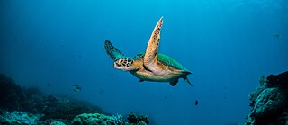 Unterwasseraufnahmen von grünen Meeresschildkröten und Karettschildkröten, aufgenommen im Komodo-Nationalpark und auf der Insel Gili, Indonesien /