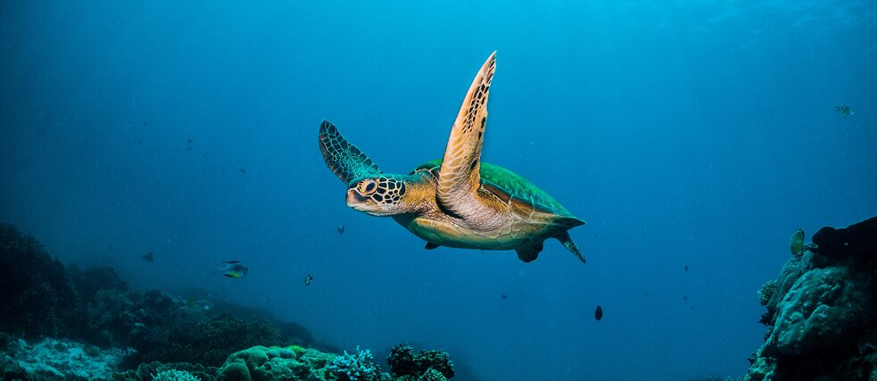 Unterwasseraufnahmen von grünen Meeresschildkröten und Karettschildkröten, aufgenommen im Komodo-Nationalpark und auf der Insel Gili, Indonesien /