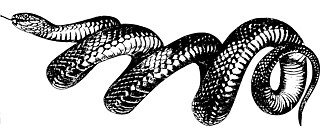 Schlange - Snake 8 by Firkin. From a drawing in 'Im australischen Busch und an den Küsten des Korallenmeeres', Richard Semon, 1896.