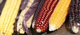 Das Saatgut-Festival, Elin Pelin, 2018 