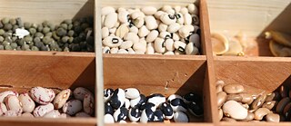 Das Saatgut-Festival, Elin Pelin, 2018 