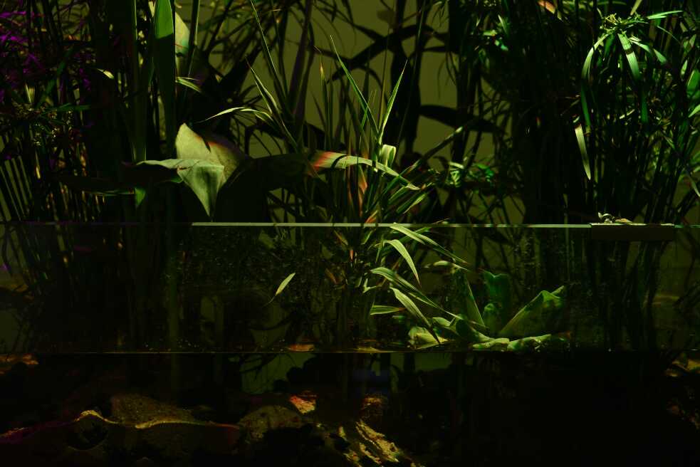 Deep Swamp