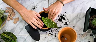 Workshop mit Pflanzen