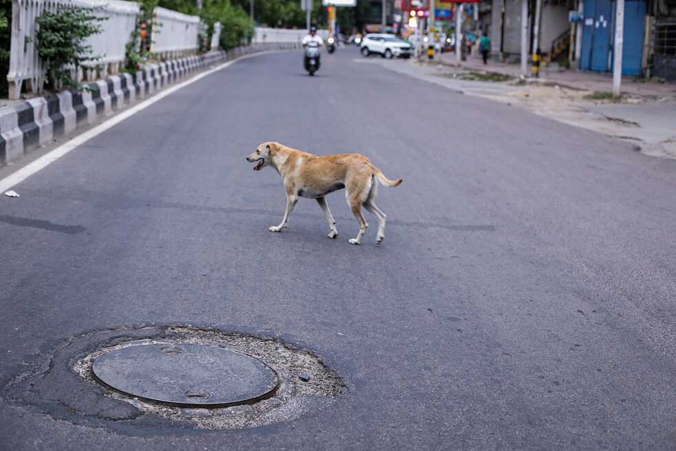 Out for a mid-day stroll? Pedestrians and riders are often found cruising the roads side by side.