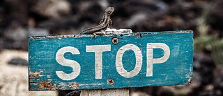 A lizard sits on a small blue stop sign.