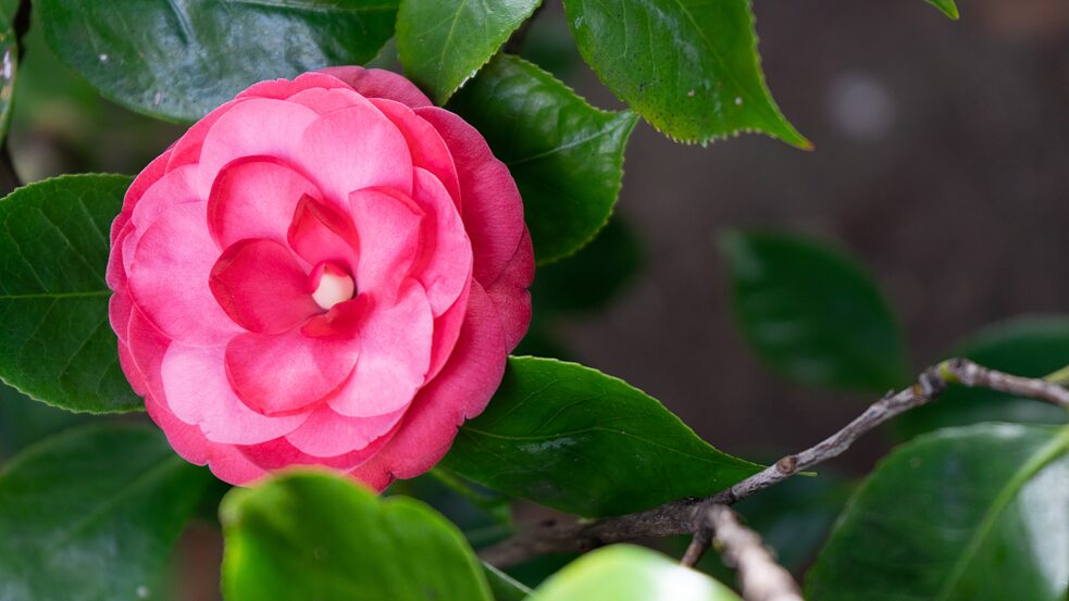 Camélia, <i>Camellia japonica</i></br>Origem: China, Japão e Coreia