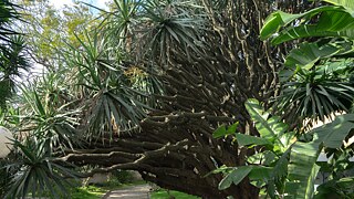 Kanarischer Drachenbaum, <i>Dracaena draco</i></br>Herkunft: Makaronesien