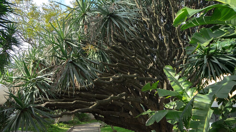 Kanarischer Drachenbaum, <i>Dracaena draco</i></br>Herkunft: Makaronesien