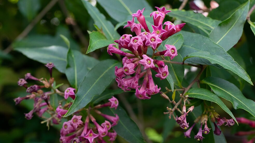Mexikanischer Hammerstrauch, <i>Cestrum elegans</i></br>Herkunft: Mexiko