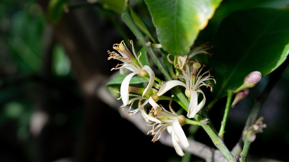 <i>Zitrus sp.</i></br>Herkunft: Asien