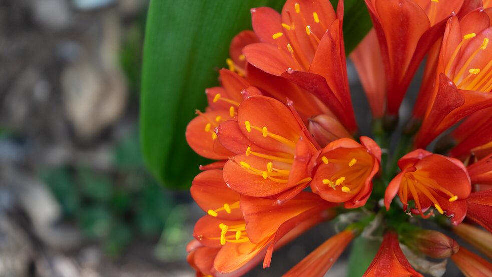 Klivie, <i>Clivia miniata</i></br>Herkunft: Süd-Afrika
