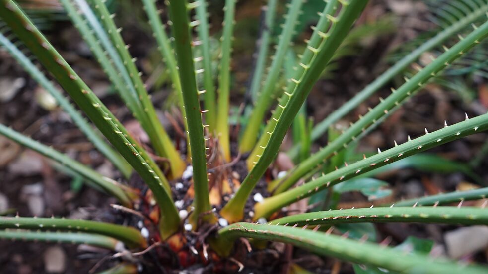 Cica, <i>Cycas revoluta</i></br>Origem: Japão