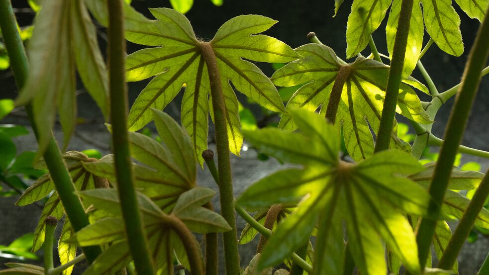 Zimmeraralie, <i>Fatsia japonia</i></br>Herkunft: Japan, Korea, China