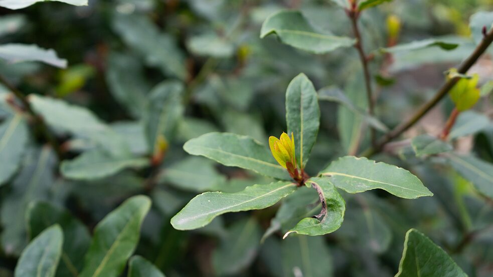 Echter Lorbeer, <i>Laurus nobilis</i></br>Mittelmeerraum