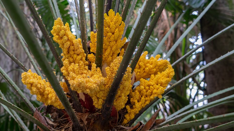 Chinesische Windmühlenpalme, <i>Trachycarpus fortuneiHerkunft: China, Japan, Indien 