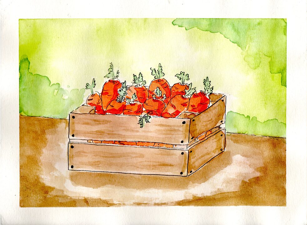 Akvarelės piešinys su pilna dėže morkų