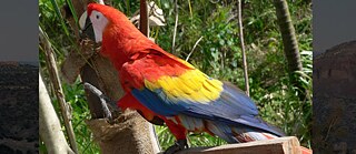 Luxo, Luchezar Boyadjiev