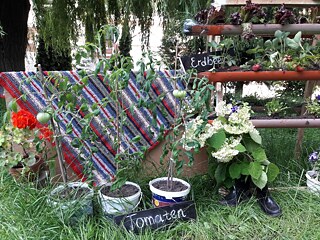 Ernte im Schulgarten