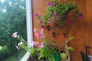 Urban Gardening Projekt Pasch Initiative