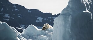 Eisbär