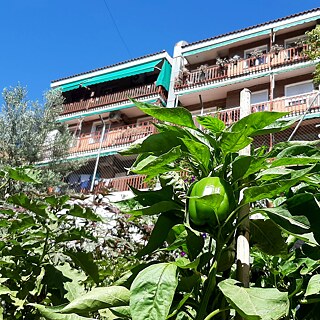 Du poivron au jardin partagé „Esta es una plaza“ dans le quartier de Lavapiés à Madrid