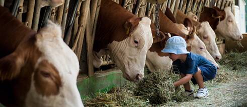 Those who live in the big city often long for country life, but now they don’t have to book a farm vacation anymore. In some German cities there are city farms located within the area of the urban transit system. Now you can enjoy country life and still show up at the office on time the next day – a great short trip for soothing your soul!