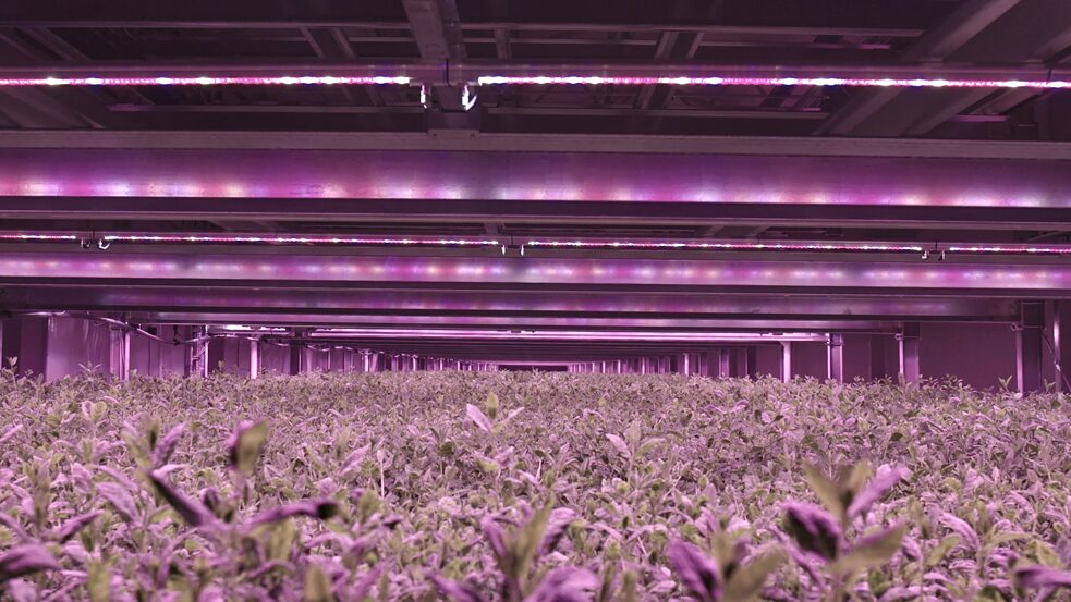 SFF2020: Ground of Story - Vertical Farming
