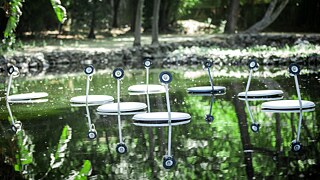 Swans &copy; © Marco Barotti Swans