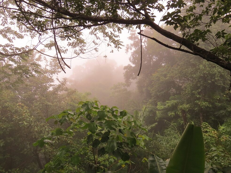 Dichter Nebel im Dschungel
