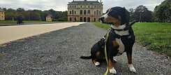 Abi, Entlebucher Sennenhündin