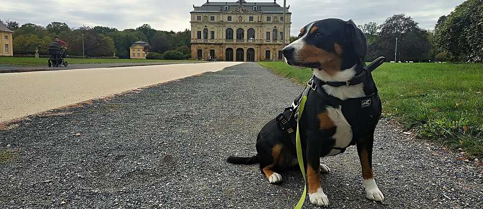 Abi, Entlebucher Sennenhündin