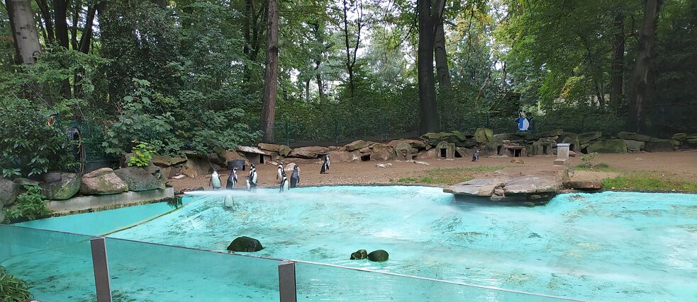Pinguine im Dortmunder Zoo