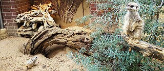 Surikaty v dortmundské zoologické zahradě