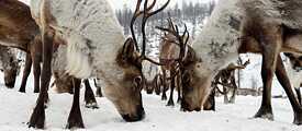 Reindeer on a farm in the Aldansky District, Yakutia. 